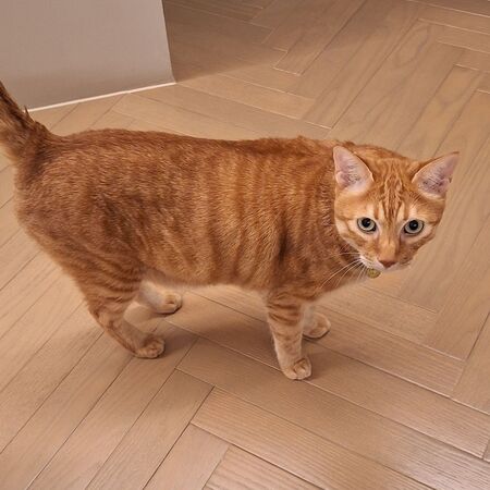 ▲▼小笠原欣幸拜訪前總統蔡英文。（圖／翻攝自Facebook／小笠原欣幸）