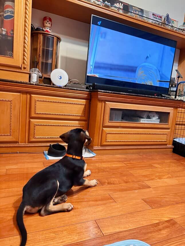 ▲歐告超認真看電視「沉浸在警犬節目」　聽指令跟著坐下：我也會！（圖／IG @offy_thehugepaw提供，請勿隨意翻拍，以免侵權。）