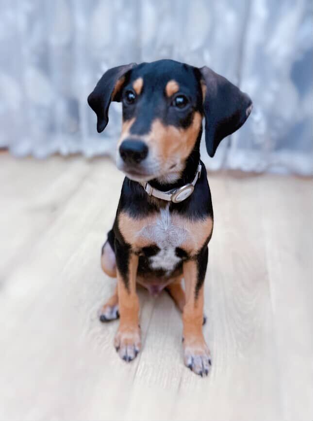 ▲歐告超認真看電視「沉浸在警犬節目」　聽指令跟著坐下：我也會！（圖／IG @offy_thehugepaw提供，請勿隨意翻拍，以免侵權。）