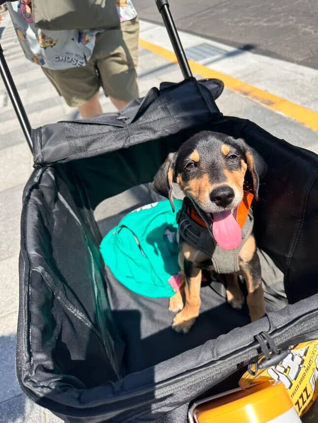 ▲歐告超認真看電視「沉浸在警犬節目」　聽指令跟著坐下：我也會！（圖／IG @offy_thehugepaw提供，請勿隨意翻拍，以免侵權。）