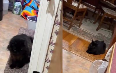 家中突出現「2隻長一樣黑貓」　情侶發現崩潰：不小心變偷貓賊