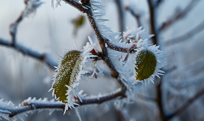 「立冬」4生肖遇冷運勢越強 屬羊發大財機會、第一名感情事業雙豐收