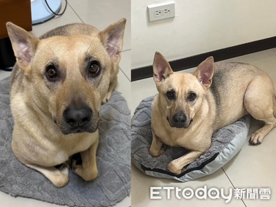 窩拿去洗米克斯暫睡小床 大長腿無處安放表情好無辜