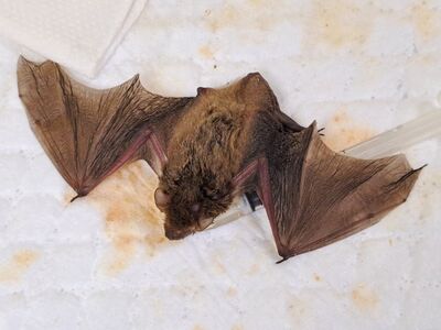 蝙蝠母子緊擁誤闖洗衣槽 新北動保急救援深夜野放