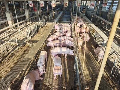 豬市解封!首日衝116元天價 彰化肉品市場「發紅包」刺激買氣