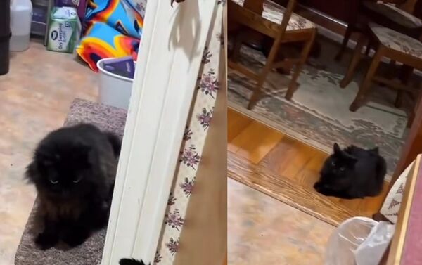 家中突出現「2隻長一樣黑貓」　情侶發現崩潰：不小心變偷貓賊。（圖／翻攝自TikTok／dylanlaport）