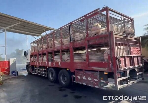 ▲▼農業部長陳駿季宣布今天中午起豬隻可以運送，明天凌晨起可拍賣與屠宰。（圖／記者許敏溶攝）