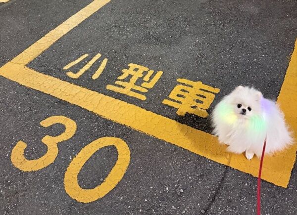 ▲。（圖／翻攝自X／@yukimi_whitepom）