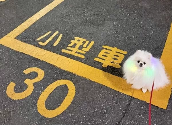 ▲。（圖／翻攝自X／@yukimi_whitepom）