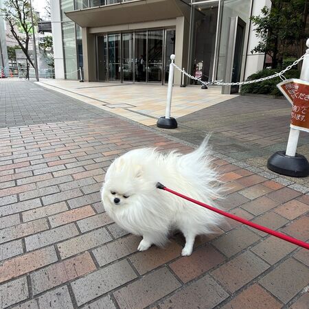 ▲。（圖／翻攝自X／@yukimi_whitepom）