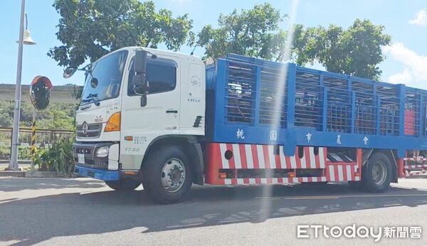 ▲非洲豬瘟今午解禁，桃園市首批活豬運抵肉品市場。（圖／記者沈繼昌翻攝）