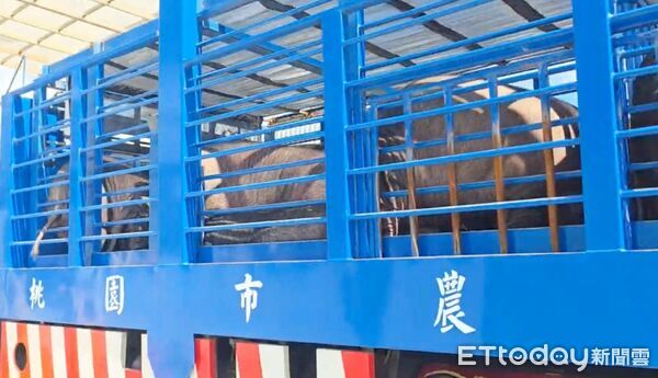 ▲非洲豬瘟今午解禁，桃園市首批桃園黑毛活豬運抵肉品市場。（圖／記者沈繼昌翻攝）