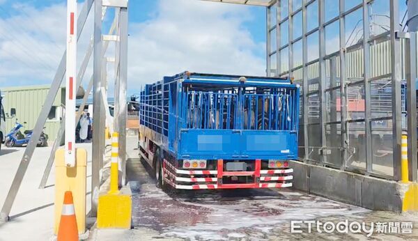 ▲桃園市首批桃園黑毛活豬運抵肉品市場前，需經過清消作業後才能進入。（圖／記者沈繼昌翻攝）