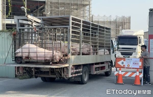 ▲雲林肉品市場開放首日，載豬貨車進場，現場全面噴霧消毒，恢復熱鬧景象。（圖／記者游瓊華翻攝）