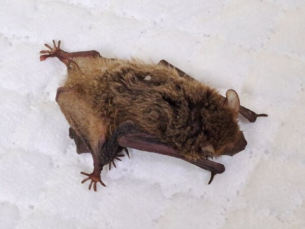 ▲蝙蝠母子誤闖洗衣槽緊擁 新北動保急救援深夜野放。（圖／新北市動保處提供）