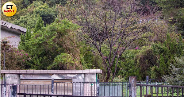 原屬黃宗宏的豪宅內雜草叢生，樹木看起來也雜亂無章，四周有高牆及柵欄，外人很難看清裡面實際情形，黃成金墓園則位於豪宅內側。（圖／黃耀徵攝）