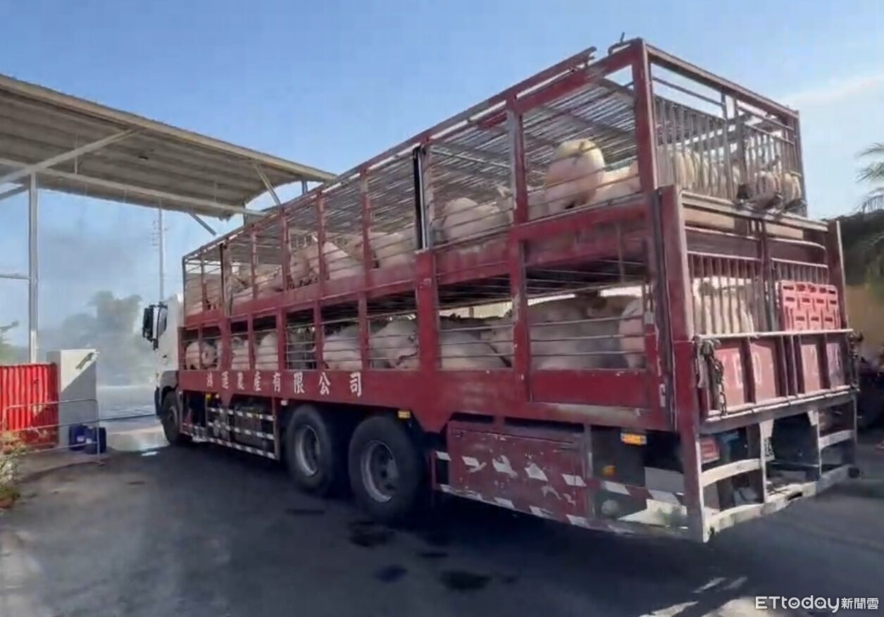 快訊／豬隻將恢復屠宰　農業部：最快明天部分黃昏市場可買到