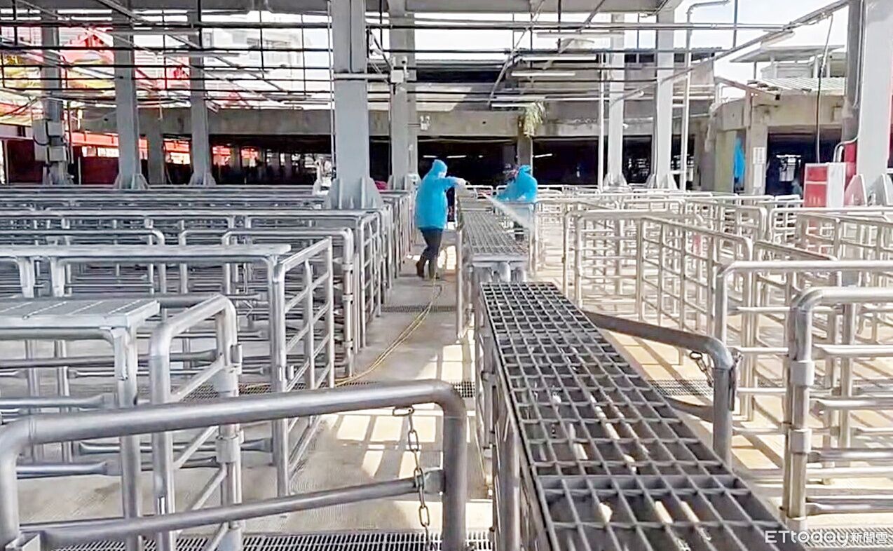 非洲豬瘟禁令今午解禁　桃園肉品市場預計首日將收2500頭活豬