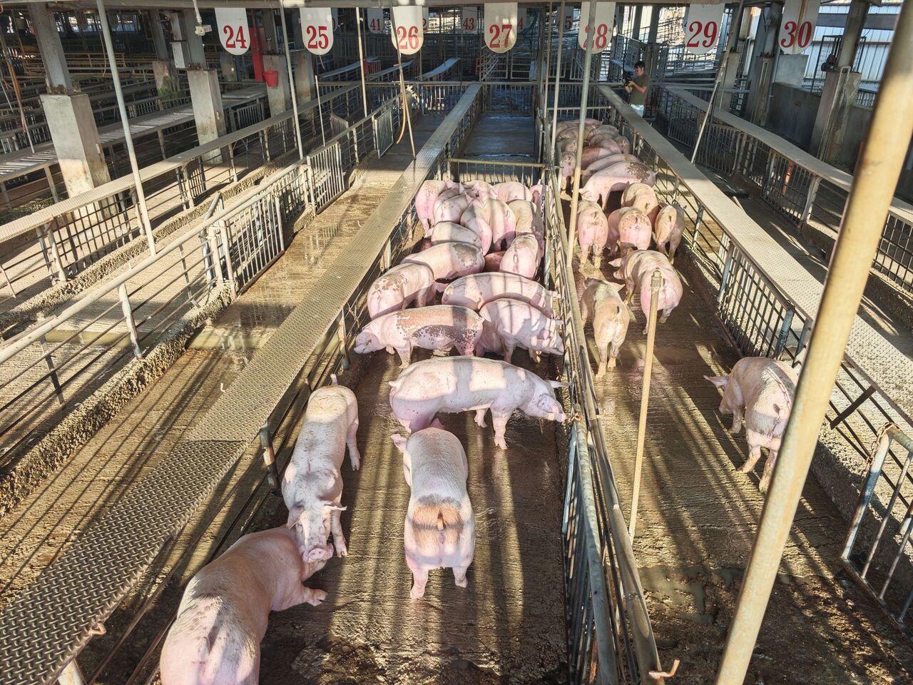 豬市解封！首日衝116元天價　彰化肉品市場「發紅包」刺激買氣