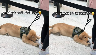 服務犬受訓中　小黃金獵犬「不想努力了」趴地可愛罷工萌翻網