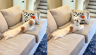 怎麼叫都不理　主人改喊1句「西施犬秒回頭」笑翻：選擇性聽力