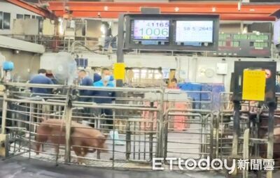 立冬豬價看漲3至5％　供應回穩！雲林肉品市場：春節前價格微漲