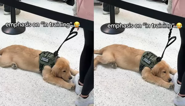 服務犬受訓中　小黃金獵犬「不想努力了」趴地可愛罷工萌翻網。（圖／翻攝自TikTok／@lillexlex5）