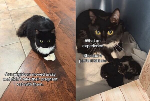 ▲。（圖／翻攝自TikTok／@thekittens06）