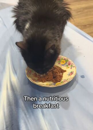 ▲。（圖／翻攝自TikTok／@thekittens06）