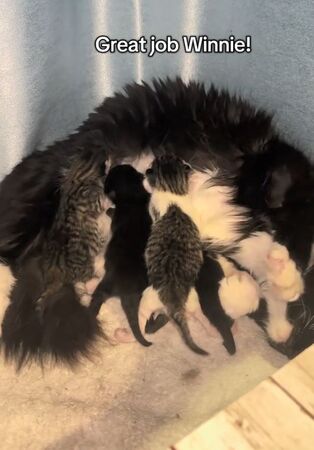 ▲。（圖／翻攝自TikTok／@thekittens06）