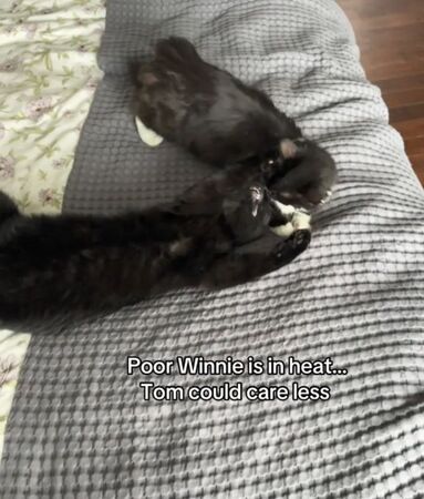 ▲。（圖／翻攝自TikTok／@thekittens06）