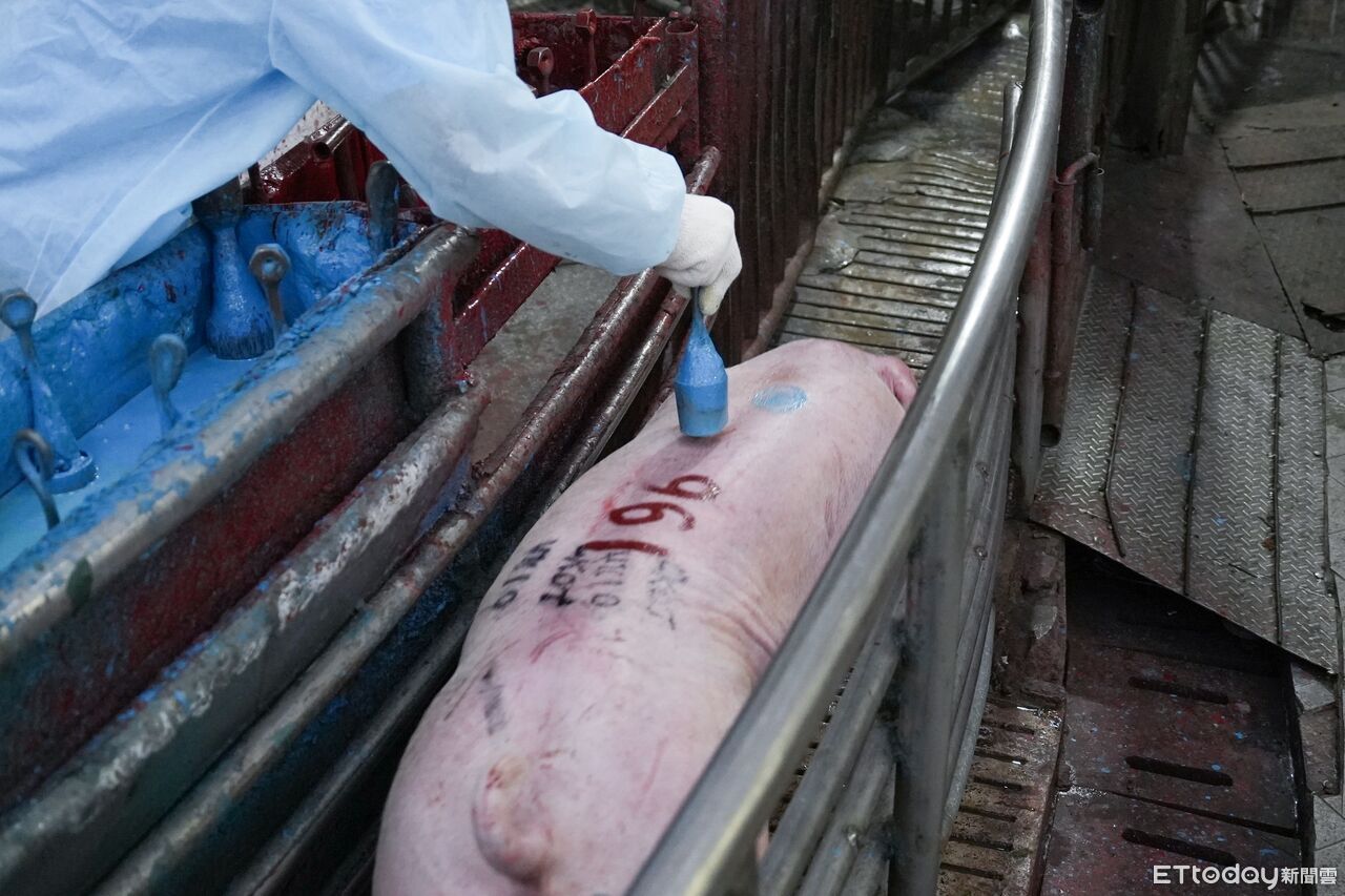 台中大安肉品市場拍出629隻豬 平均成交價每公斤98元