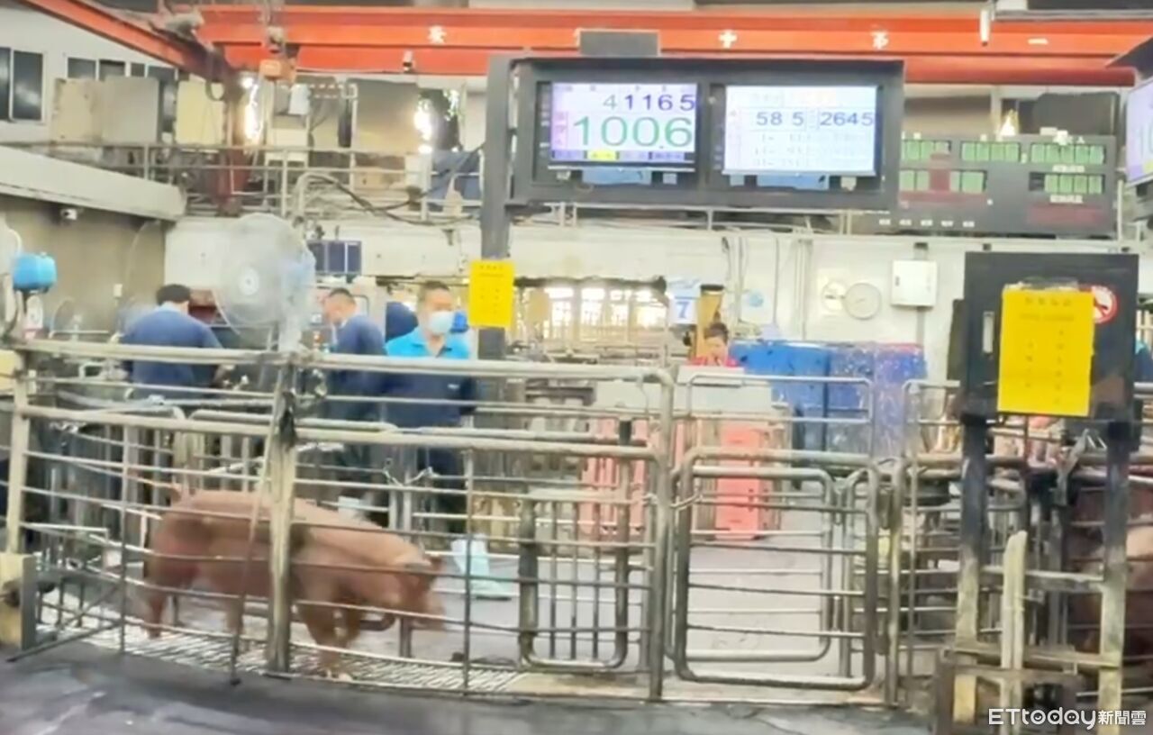 立冬豬價看漲3至5％　供應回穩！雲林肉品市場：春節前價格微漲