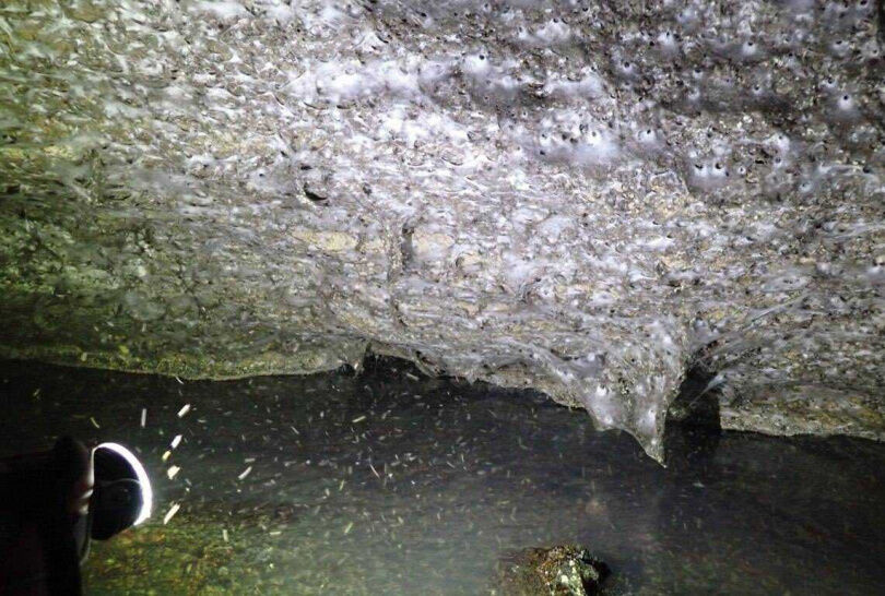 驚世奇觀！全球最大面積「蜘蛛網牆」曝光　11萬隻共同編織「以牠為食」