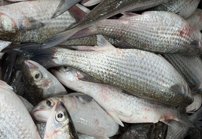 立冬首批「烏金」大豐收！彰化父子捕獲3千尾笑賺百萬　民眾搶買