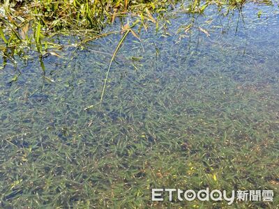 陽明山季節限定「向天蝦大爆發」　學者揭原因：颱風過後維持10天