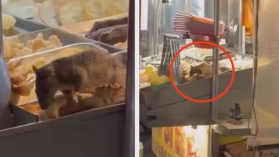 料理鼠王嘉義版！30cm大老鼠鹹酥雞攤忘情狂吃　崩潰畫面曝