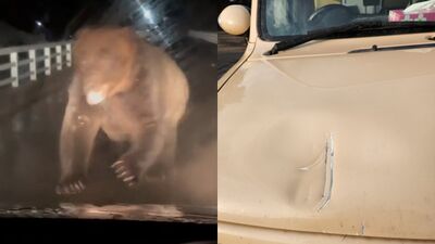 巨大棕熊襲擊北海道牧場！追車「一拳打凹引擎蓋」　員工倒車逃命