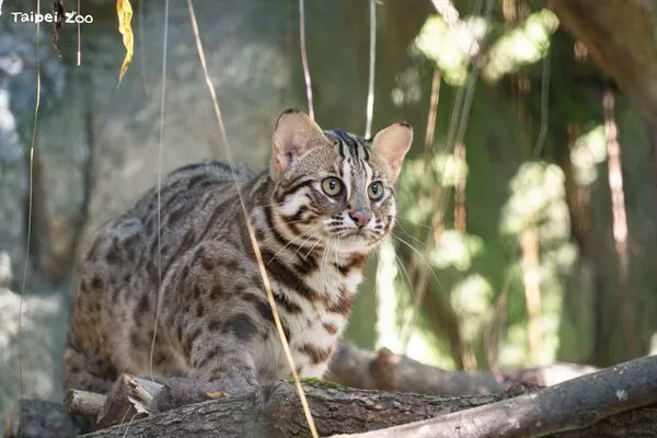 ▲。（圖／臺北市立動物園提供）
