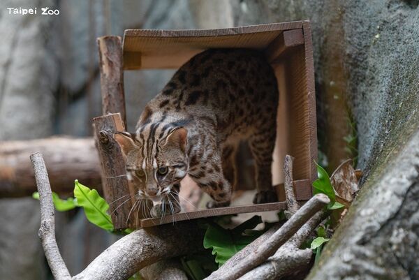 ▲。（圖／臺北市立動物園提供）