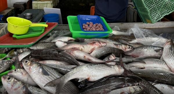 ▲彰化塭仔漁港首批3000尾烏魚進港。（圖／民眾提供）