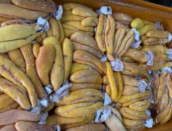 ▲彰化塭仔漁港首批3000尾烏魚進港。（圖／民眾提供）