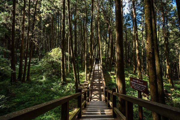 ▲▼阿里山英迪格酒店。（圖／業者提供）