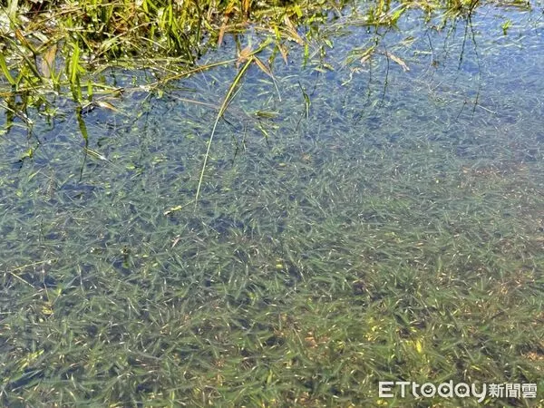 ▲▼文大教授周昆炫表示，因為大雨讓陽明山上向天池上的向天蝦大量孵育。（圖／周昆炫提供）