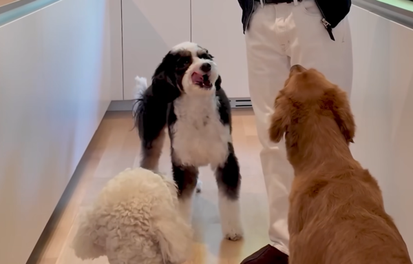 黃仁勳愛犬。（圖／翻攝自NVIDIA GeForce Taiwan、NVIDIA）