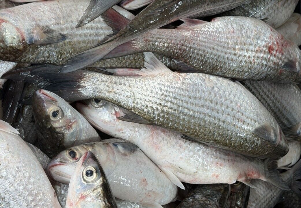 立冬首批「烏金」大豐收!彰化父子捕獲3千尾笑賺百萬 民眾搶買