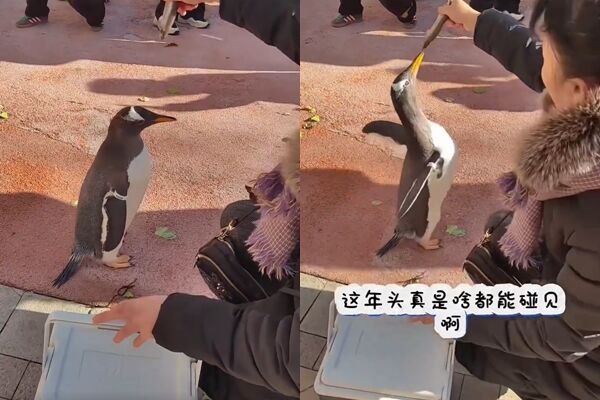 ▲▼哈爾濱一名女子在社區中庭遛企鵝。（圖／翻攝微博）