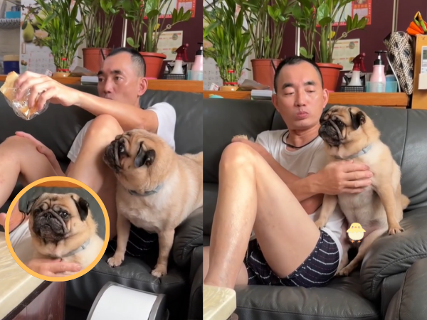 ▲貪吃巴哥犬「禁食12小時」　見阿公狂嗑麵包超委屈：我也要吃。（圖／網友@a28930902提供，請勿隨意翻拍，以免侵權。）