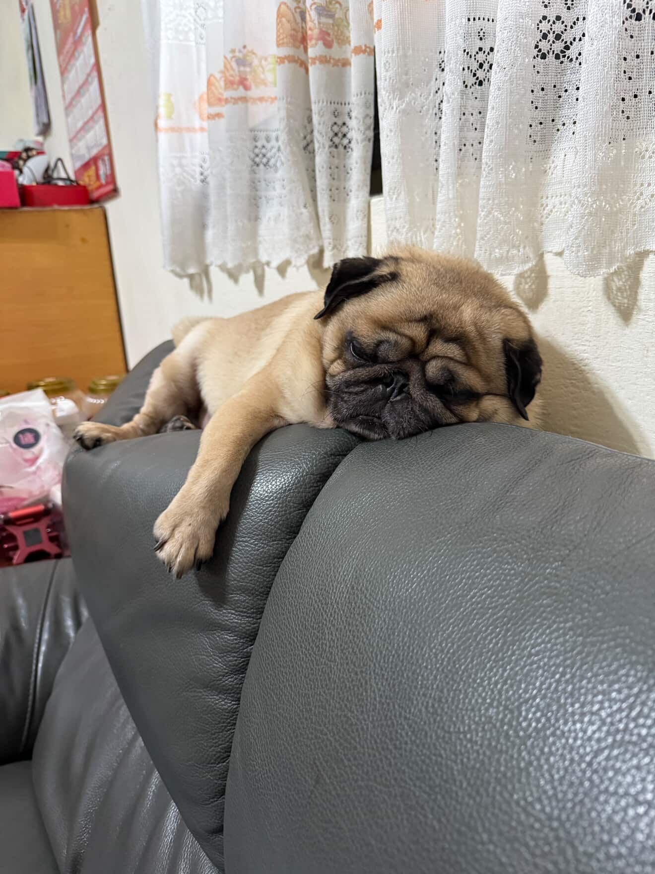 ▲貪吃巴哥犬「禁食12小時」　見阿公狂嗑麵包超委屈：我也要吃。（圖／網友@a28930902提供，請勿隨意翻拍，以免侵權。）