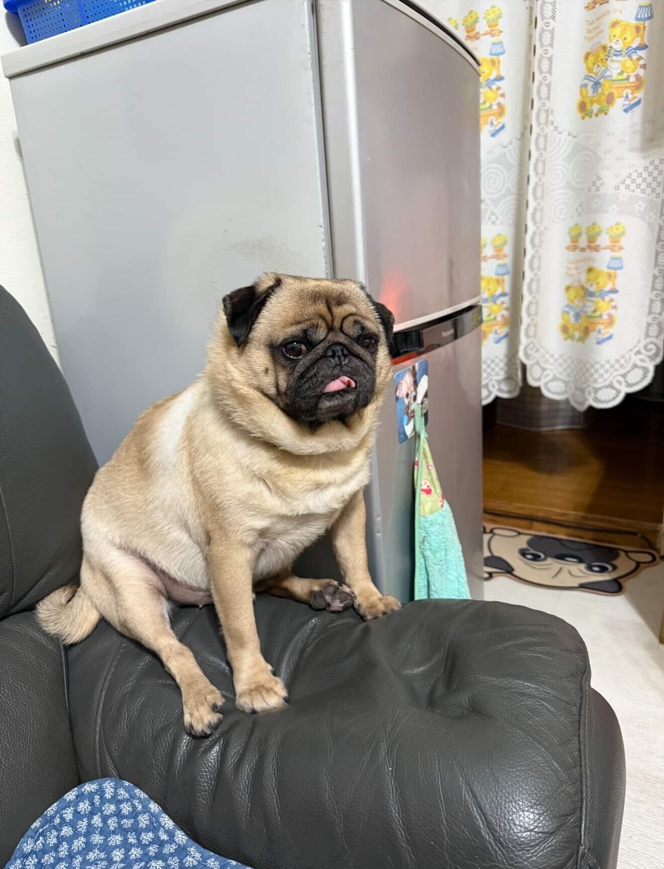 ▲貪吃巴哥犬「禁食12小時」　見阿公狂嗑麵包超委屈：我也要吃。（圖／網友@a28930902提供，請勿隨意翻拍，以免侵權。）